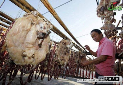 Pict: Proses Pembuatan Dendeng Anak Anjing di China