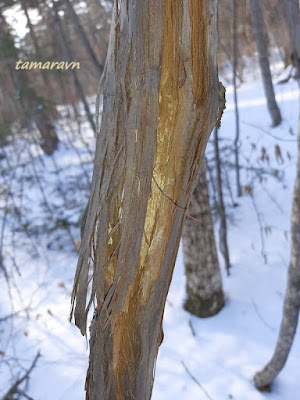 Виноград амурский (Vitis amurensis)