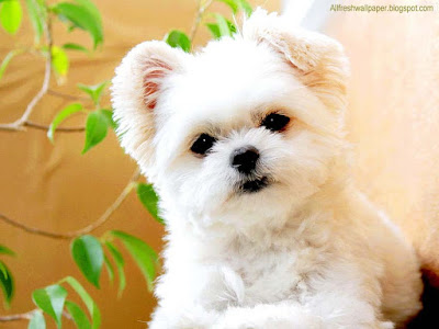 white-soft-fur-dog-looking-cute-bacha