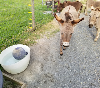 mini-donkeys and a water trough with a blue ball that they dropped in it