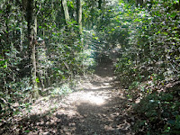 Parque Estadual da Cantareira em São Paulo