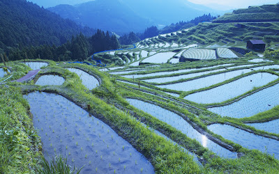 Rice paddy Fields, Japan