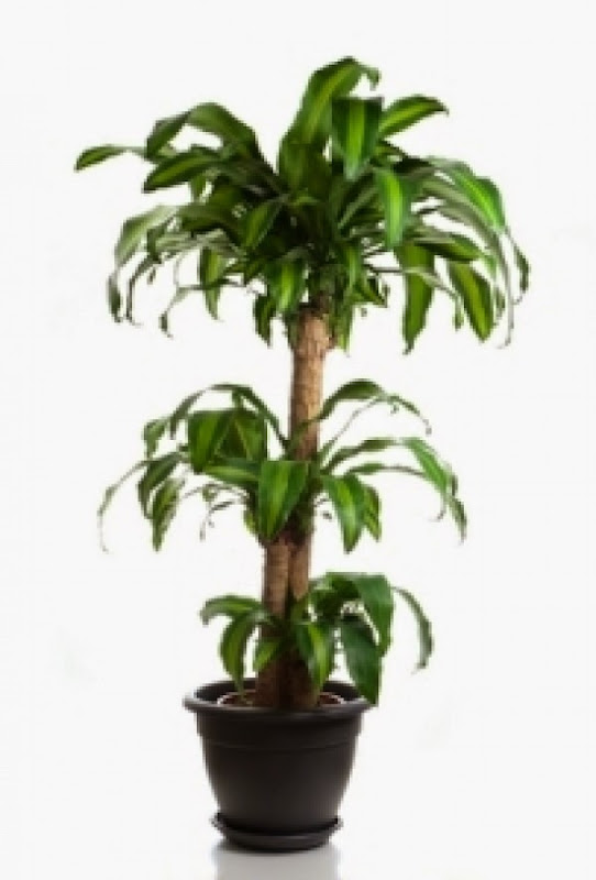 Amp, Tropical House Plants Pictures, Tropical Plants And Flowers  title=