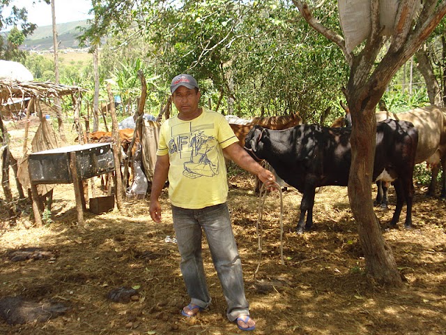 VACA É ESTUPRADA E MORTA EM BOM CONSELHO