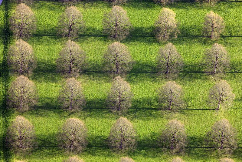 Linden trees