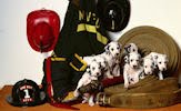 Perros, dogs, cachorros y caninos (wallpapers) 