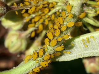 Puceron de l'Asclépiade - Puceron du Laurier rose - Aphis nerii