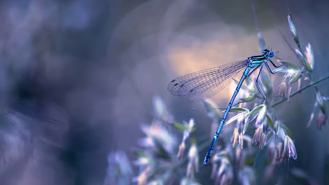 Dragonfly