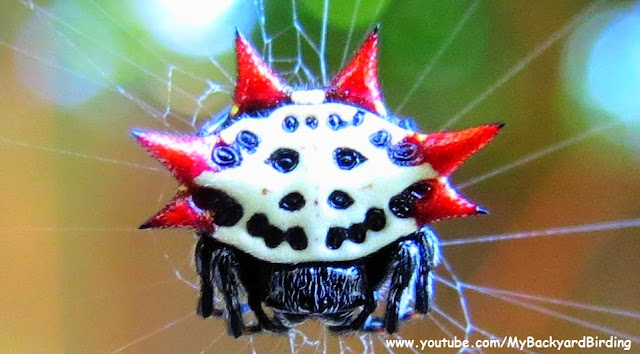 Spiny Orb Weaver Spider Florida