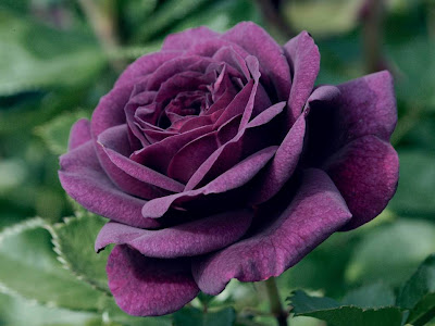 Purple Rose Normal Resolution HD Wallpaper 11