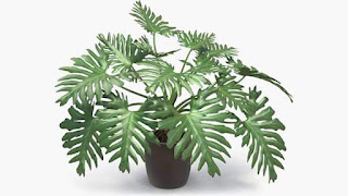 Monstera