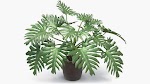 Monstera