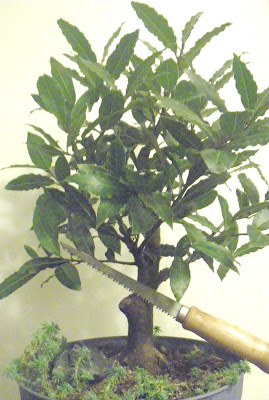 Bay Laurel without air layered branch