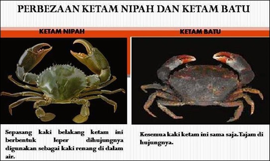 Perbezaan Ketam Nipah Dan Ketam Batu