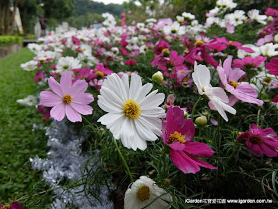 西洋菊 種類 133385-西洋菊 種類