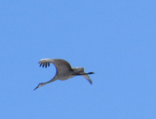 sandhill crane