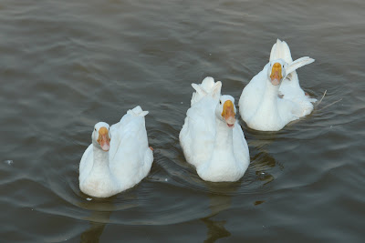 Sukhna Lake : Chandigarh (Ducks)