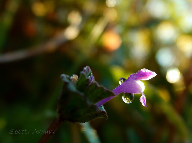 Lamium amplexicaule