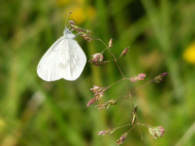 Wood White Leptidea sinapsis, Eperon du Murat, Indre et Loire, France. Photo by Loire Valley Time Travel.