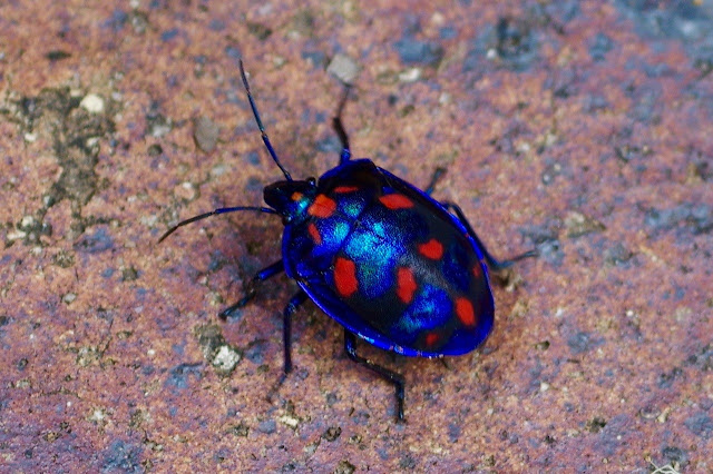 Male Hibiscus Harlequin Bug