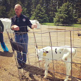 Baby-calf
