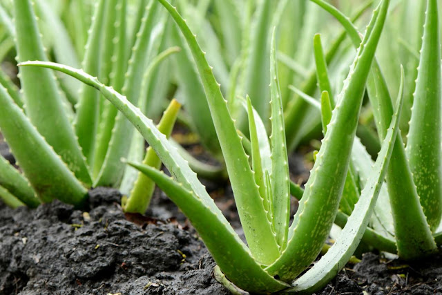 buy-aloe-vera-plant