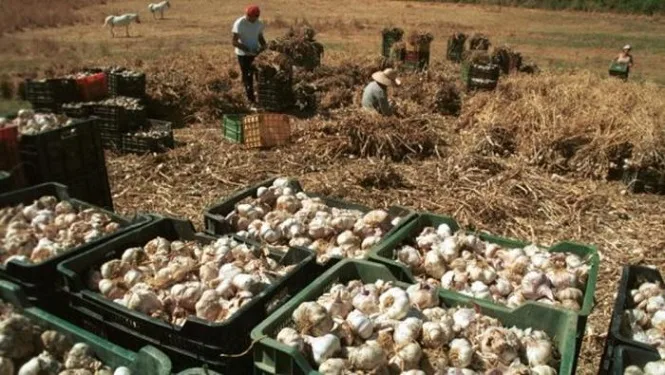 Reinventa: son más de 5.000 los mendocinos dispuestos a trabajar en tareas agrícolas