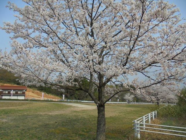 とっとり花回廊の駐車場のソメイヨシノ桜