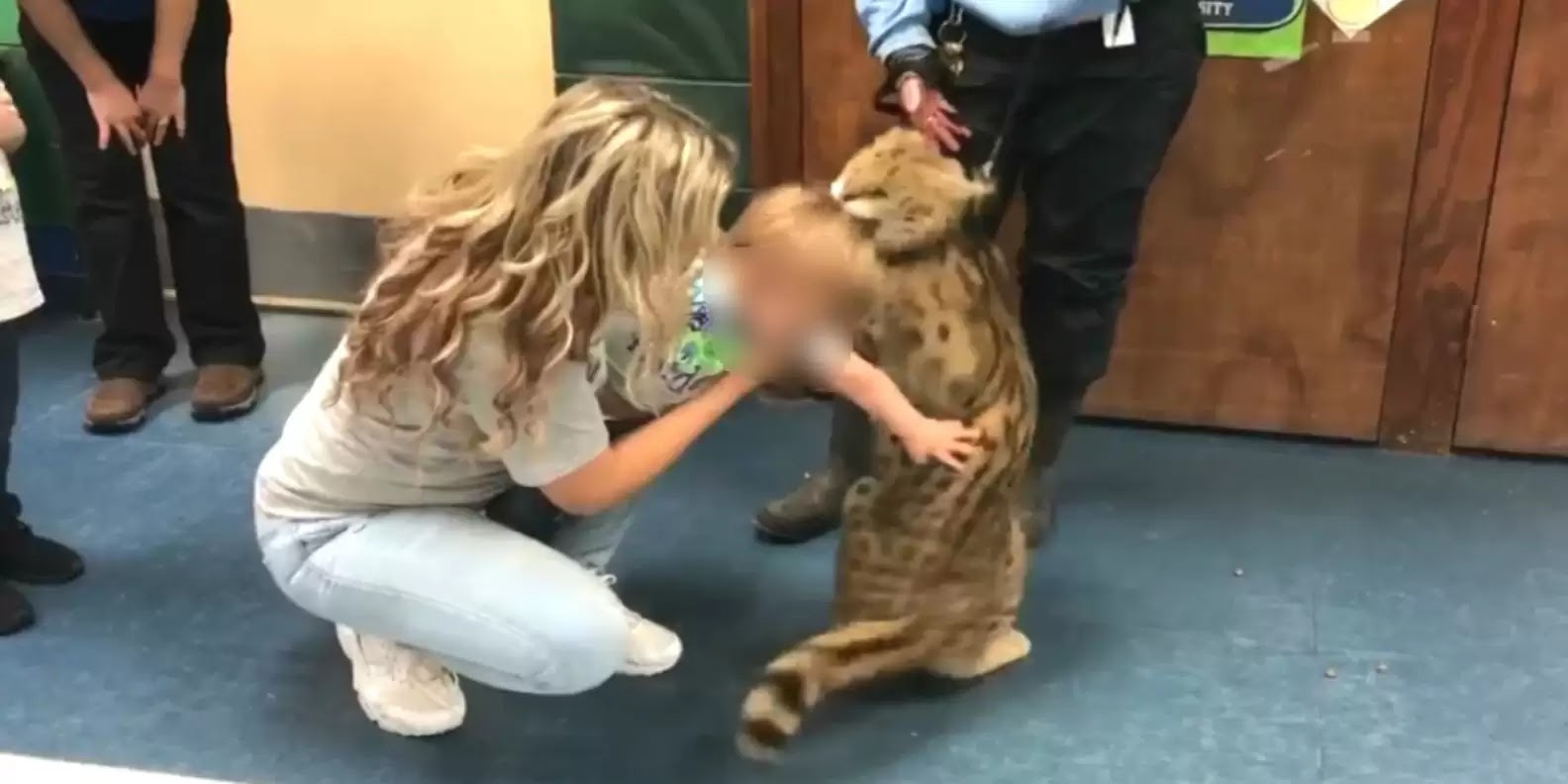 A Serval cat biting a child