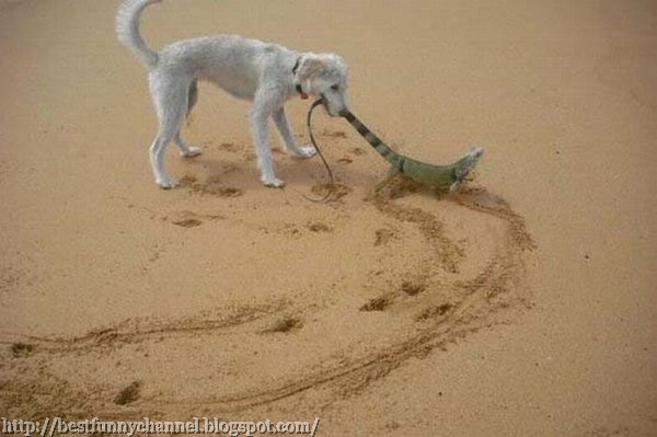 Dog and lizard.