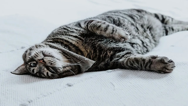 Cat Rolling on Floor