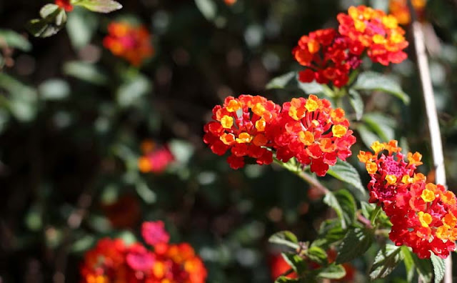 Lantana Flowers Pictures