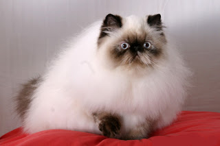 himalayan cats kitten breeds animal pets colourpoint persian brian stirling webb