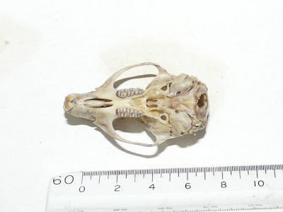 Chaco Marsh Rat