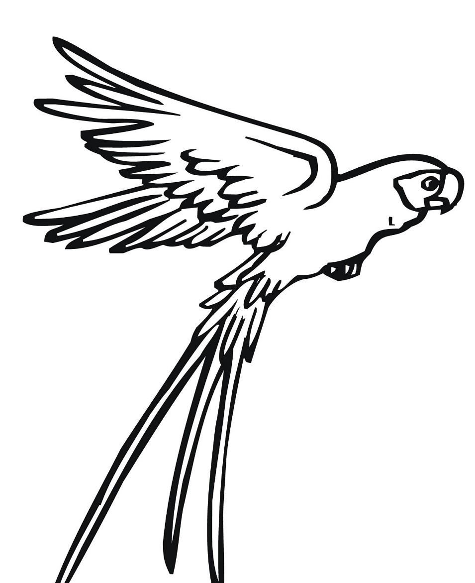 Sketsa Gambar Burung HantuMerakGarudaElang Gambarcoloring