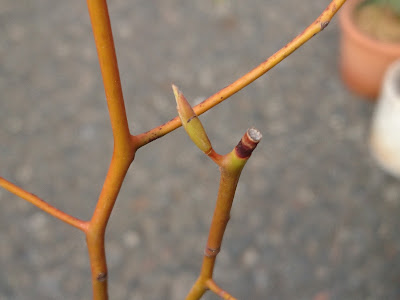 冬越し　芽