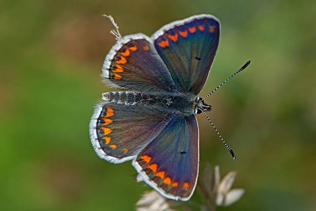 Aricia agestis the Brown Argus butterfly