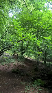 Ruta por la Reserva de Mendilatz. Selva  de Irati.