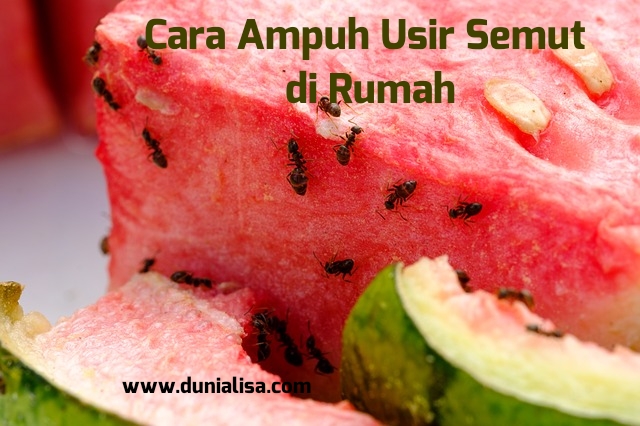 Cara Mengusir Semut