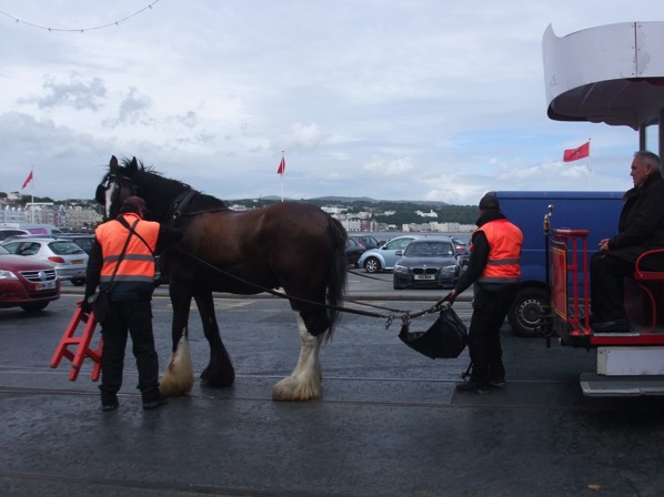 Horse Tram 3