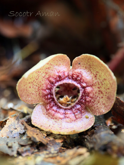 Asarum blumei