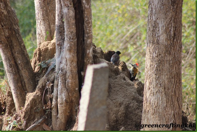 Woodpecker and Myna
