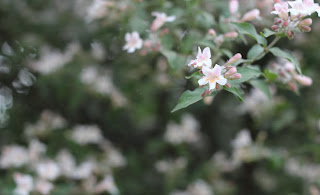 Beauty Bush Flowers Pictures