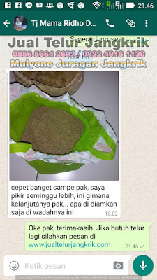 Testimoni Penjual Telur Jangkrik Bpk Mulyono Juragan Jangkrik