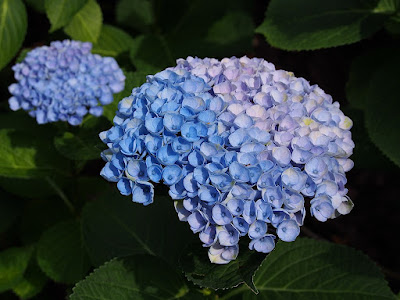 Hydrangea macrophylla Hokomarevo - Everlasting Revolution Hydrangea care