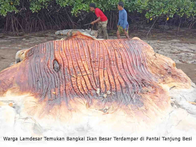 Warga Lamdesar Temukan Bangkai Ikan Besar Terdampar di Pantai Tanjung Besi