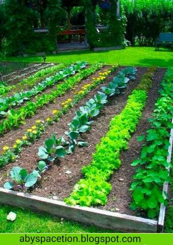 Tips Cara Berkebun Sayuran  Organik Bagi Pemula Petani TOP 