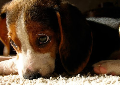 foto anak anjing beagle imut