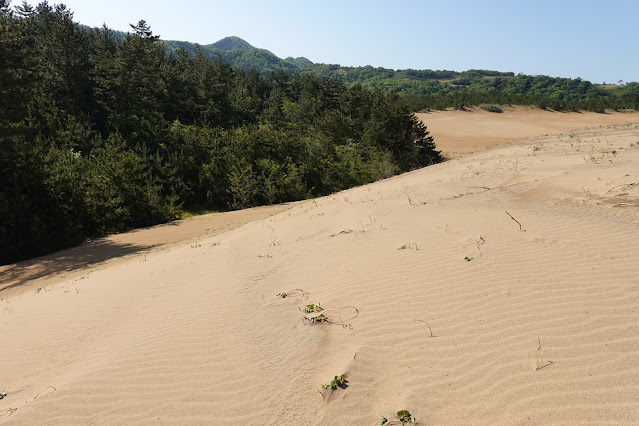 鳥取県鳥取市浜坂 鳥取砂丘