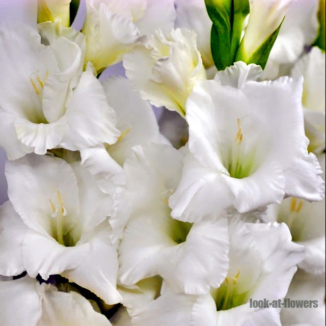 White flowers